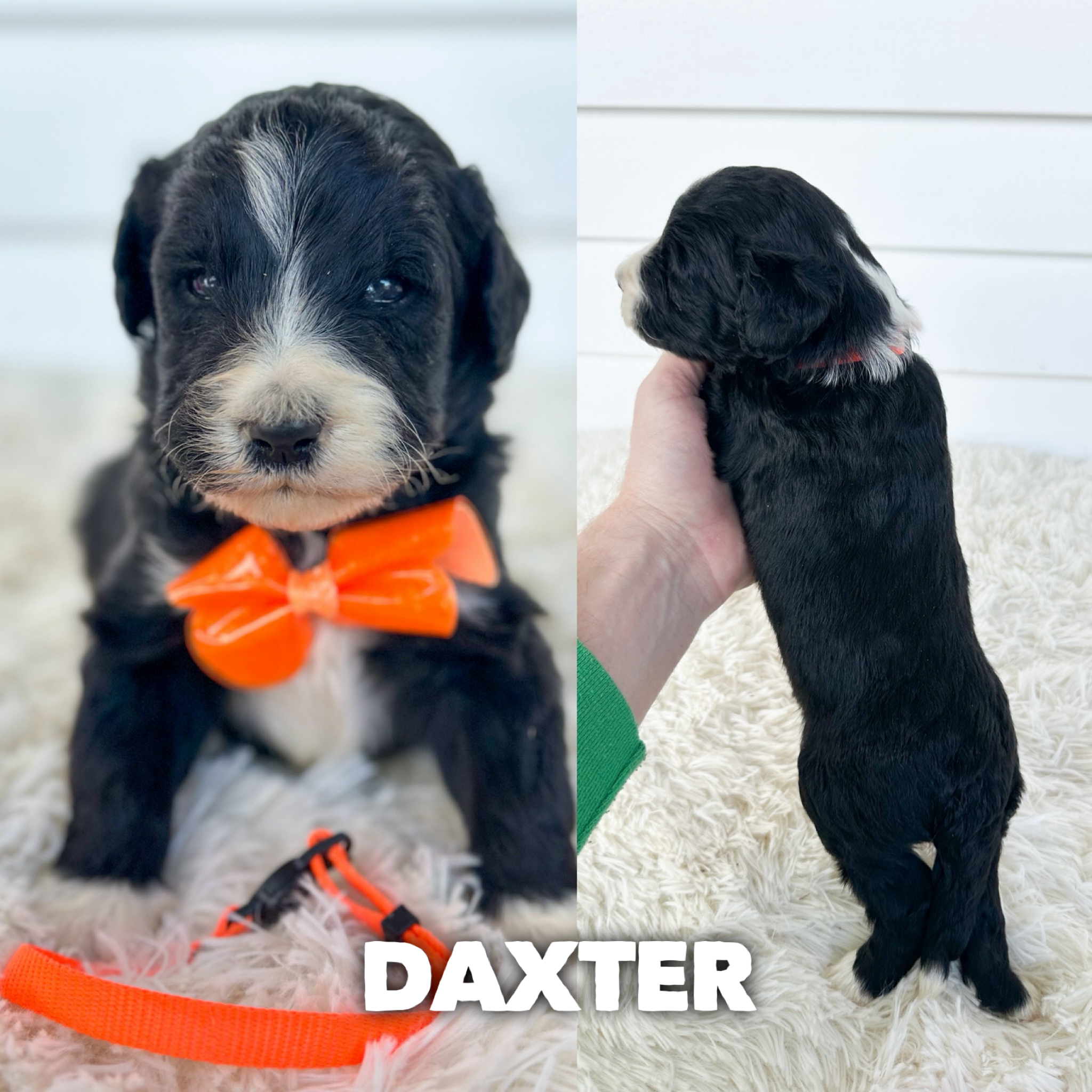 Daxter  1